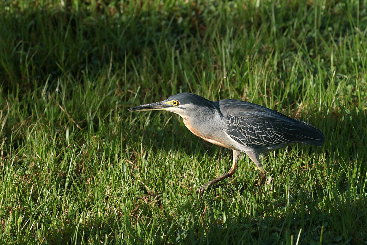 Striated Heron